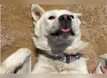 Chapsal, treuer Beschützer mit großem Herzen