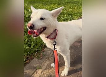 Shushu, sanftes Herz sucht geduldige Familie