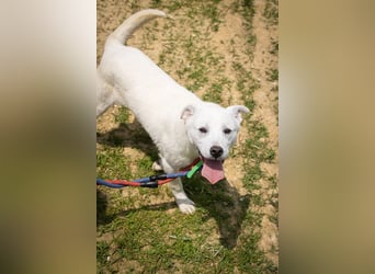 Amy, liebevolle Junghündin