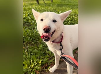 Shushu, sanftes Herz sucht geduldige Familie