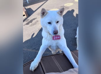 Chloe, sanfte Jindo-Mix Hündin