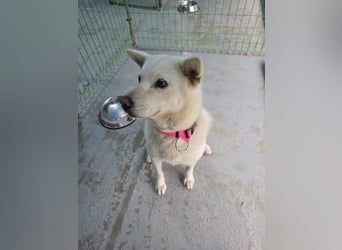 Seola, Menschenliebende Jindo-Mix-Hündin