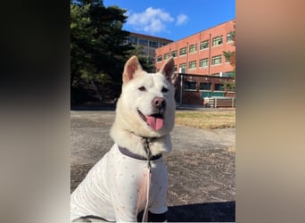 Chapsal, treuer Beschützer mit großem Herzen