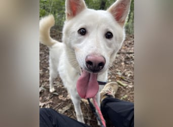 Charlie, weißer charmanter Rüde