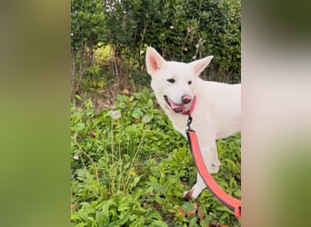 Shushu, sanftes Herz sucht geduldige Familie