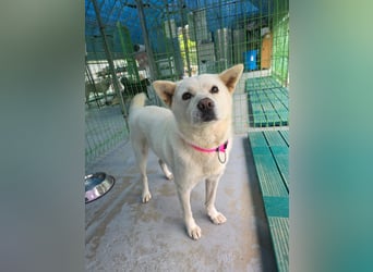 Seola, Menschenliebende Jindo-Mix-Hündin