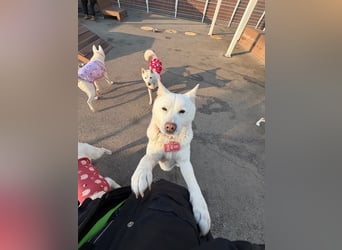 Chloe, sanfte Jindo-Mix Hündin