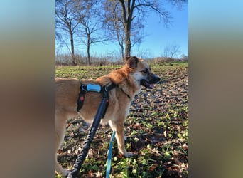 NAJMA - hübsche, mutige Hündin sucht ihr Für-Immer-Zuhause