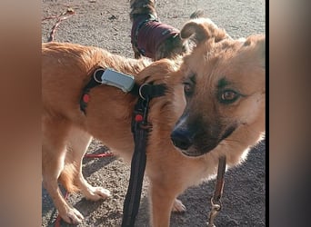 NAJMA - hübsche, mutige Hündin sucht ihr Für-Immer-Zuhause