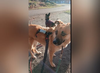 NAJMA - hübsche, mutige Hündin sucht ihr Für-Immer-Zuhause