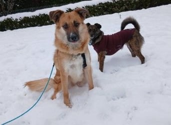 NAJMA - hübsche, mutige Hündin sucht ihr Für-Immer-Zuhause