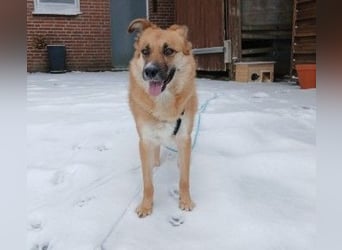 NAJMA - hübsche, mutige Hündin sucht ihr Für-Immer-Zuhause