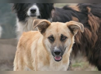 NAJMA - hübsche, mutige Hündin sucht ihr Für-Immer-Zuhause