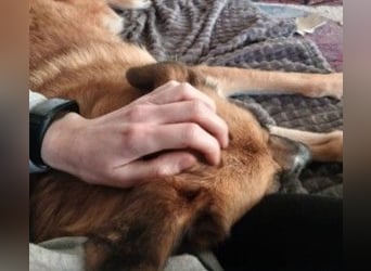 NAJMA - hübsche, mutige Hündin sucht ihr Für-Immer-Zuhause