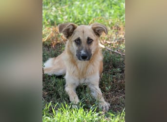 NAJMA - hübsche, mutige Hündin sucht ihr Für-Immer-Zuhause