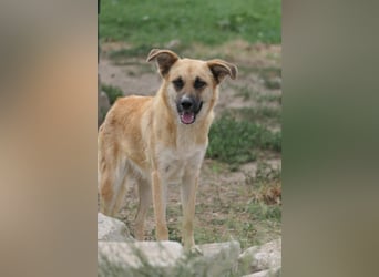 NAJMA - hübsche, mutige Hündin sucht ihr Für-Immer-Zuhause