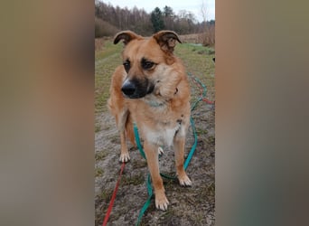 NAJMA - hübsche, mutige Hündin sucht ihr Für-Immer-Zuhause