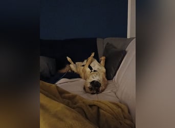 NAJMA - hübsche, mutige Hündin sucht ihr Für-Immer-Zuhause