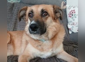 NAJMA - hübsche, mutige Hündin sucht ihr Für-Immer-Zuhause