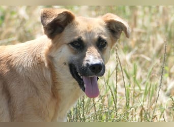 NAJMA - hübsche, mutige Hündin sucht ihr Für-Immer-Zuhause