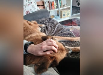 NAJMA - hübsche, mutige Hündin sucht ihr Für-Immer-Zuhause