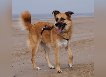 NAJMA - hübsche, mutige Hündin sucht ihr Für-Immer-Zuhause