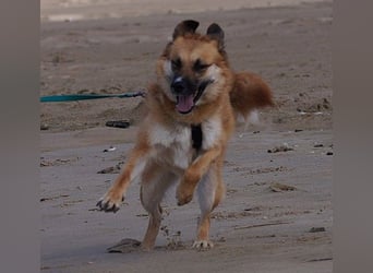 NAJMA - hübsche, mutige Hündin sucht ihr Für-Immer-Zuhause