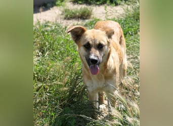 NAJMA - hübsche, mutige Hündin sucht ihr Für-Immer-Zuhause