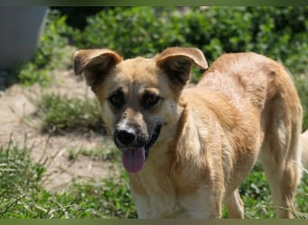 NAJMA - hübsche, mutige Hündin sucht ihr Für-Immer-Zuhause