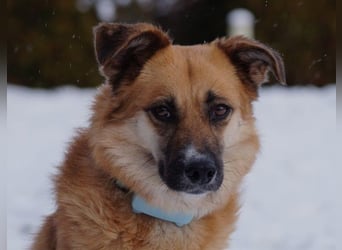 NAJMA - hübsche, mutige Hündin sucht ihr Für-Immer-Zuhause