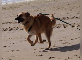 NAJMA - hübsche, mutige Hündin sucht ihr Für-Immer-Zuhause