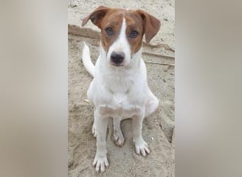 Bezaubernde Ellie - sucht einfühlsames Zuhause