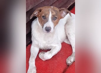Bezaubernde Ellie - sucht einfühlsames Zuhause