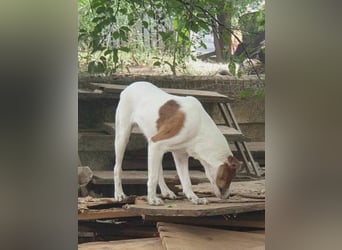 Bezaubernde Ellie - sucht einfühlsames Zuhause