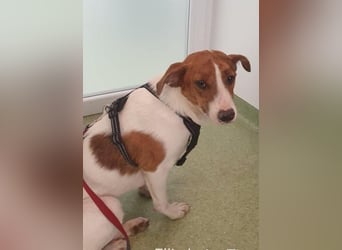 Bezaubernde Ellie - sucht einfühlsames Zuhause