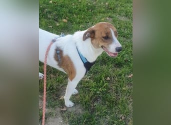 Bezaubernde Ellie - sucht einfühlsames Zuhause