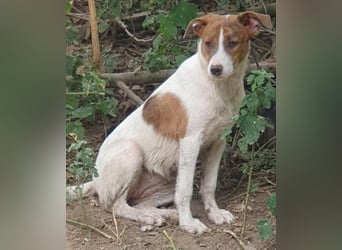 Bezaubernde Ellie - sucht einfühlsames Zuhause