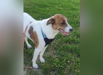 Bezaubernde Ellie - sucht einfühlsames Zuhause
