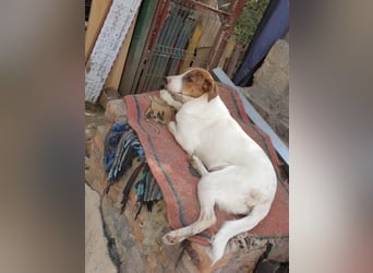 Bezaubernde Ellie - sucht einfühlsames Zuhause