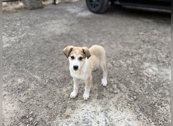 Misty - eine kleine Frohnatur