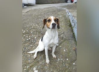 Ellie – die sanfte Hündin aus dem Tierschutz sucht ihr Zuhause