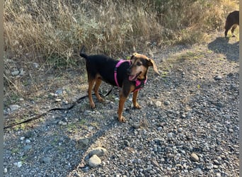 Laika – unsere süßeste kleine Seele sucht ihr Zuhause