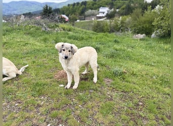 Forest sucht seinen Menschen
