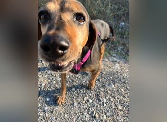 Laika – unsere süßeste kleine Seele sucht ihr Zuhause