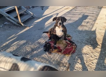 Alma – sanfte Hundeseele sucht ein liebevolles Zuhause für ihren Lebensabend