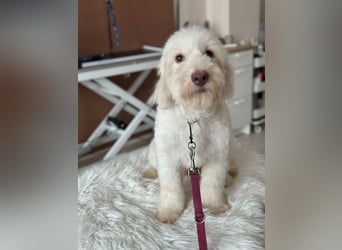 Dobby - ein Hundeherz voller Liebe sucht DICH