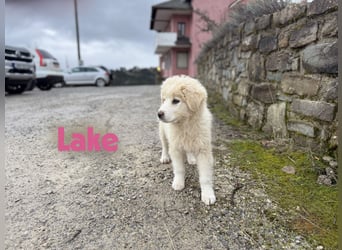 Lake sucht ihr großes Glück
