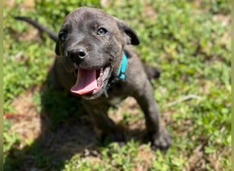 Zuckersüßer Riley sucht Familienanschluss.
