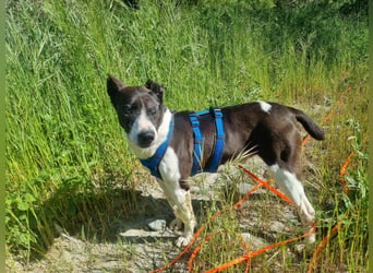 Ahoi – hier kommt Jack, der kleine Pirat auf vier Pfoten!