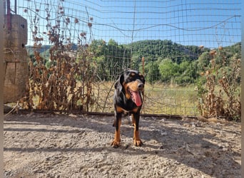 Lisa - liebe kleine Jagdhunddame sucht Dich